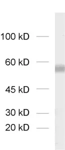 VGLUT3 Polyclonal Guinea pig antiserum - image 1